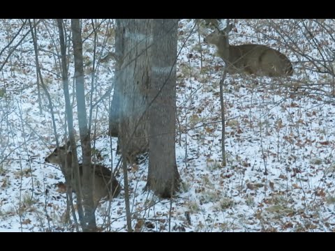 Snowy morning deer