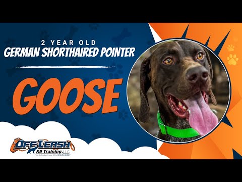 Goose | 2yo. GSP | Best Dog Trainers in Woodbridge  Va. | Off Leash K9 Training |  Best Dog Trainers