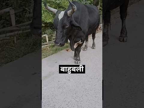 बाहुबली सांड 🐂 |