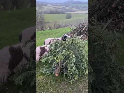 Yum yum 😋- best way to recycle your Christmas tree 😊🐏🐏#farming #sheep #christmastree