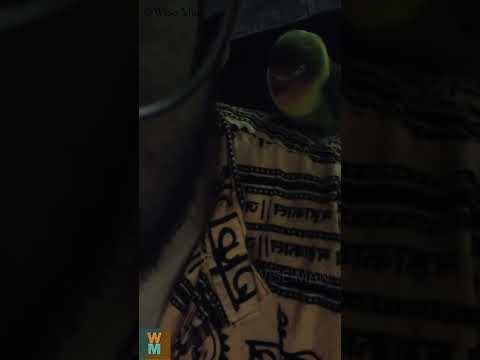 Cute Parrot Sleeping on my Shoulder #lovebirds #dubai #youtubeshorts