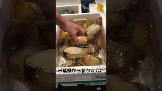 千葉県の 白ミル貝！ 開けてみます！#せり人ムタロー #shorts