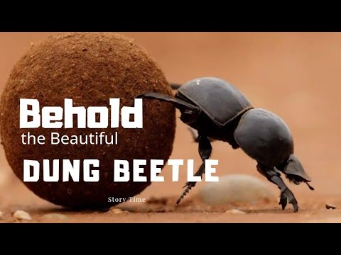 【兒童英語說書 】看啊，神奇的屎殼郎Behold the beautiful Dung Beetle