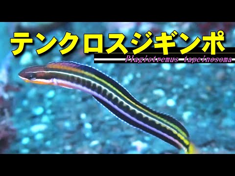 【 テンクロスジギンポ 】笑顔の肉食魚　Plagiotremus tapeinosoma