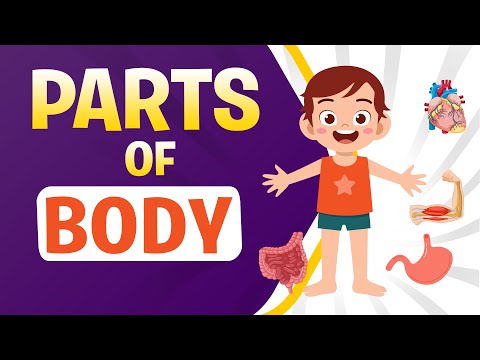 Parts of the Body | Learn English | Biology for Kids | Science Lesson | Educational Videos for Kids