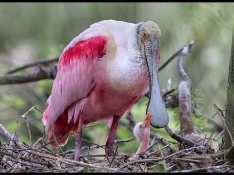 Aves Anidando, Alimentando y Cuidando de sus Polluelos: 37 Maravillosas Aves