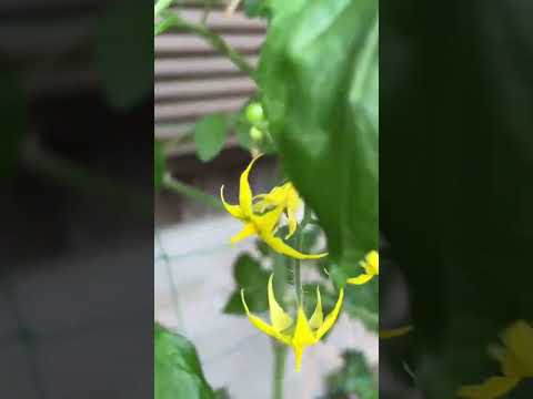 ミニトマト【家庭菜園だより】tomato