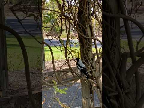 Sound of Australia Magpies in  Rymill Park, Adelaide #bird #magpies #birdsounds #adelaide