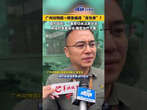 广州动物园一鳄鱼瘦成“皮包骨”？园方回应：一直密切关注其状态，将组织专家会诊，确定治疗方案。#广东dou知道