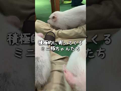 【ミニ豚カフェ】第３段in越谷レイクタウン　孫は半泣き😭