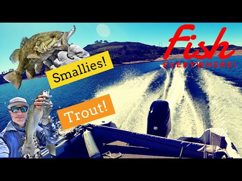 There are Fish Everywhere! Smallmouth, Trout & Bass-Castaic Lake