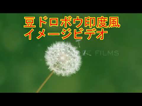 豆ドロボウ印度風イメージビデオです【ヴォクシー煌めき３】【ＰＶ】【ＭＶ】【shortmovie】【Tiktok】【ティックトック】