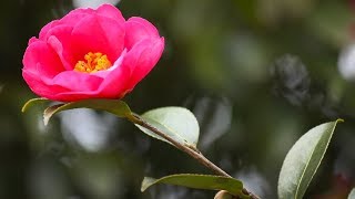 Sazanka Tree 山茶花 (Camellia sasanqua)