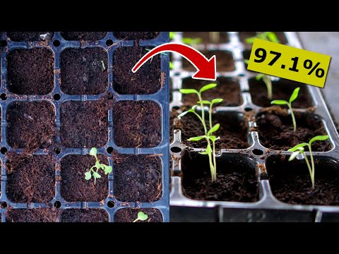 ACHIEVE 97.1% Seed Germination Rate | Seed Starting Guide