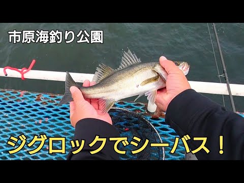 秋のハイシーズンに海釣り公園でダイソージグを投げたらシーバスが！サビキで◯◯入れ食い！