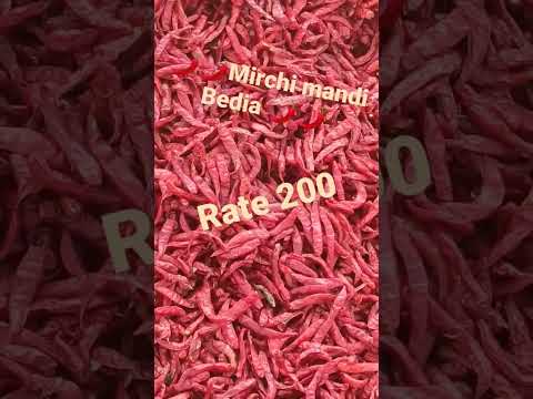 🌶️bedia Mirchi mandi 🌶️🌶️ Rate 200