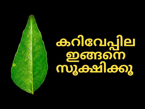 കറിവേപ്പില സൂക്ഷിക്കാൻ സൂപ്പർ ഐഡിയ/how to store curry leaves for long time [kitchen tips and tricks]