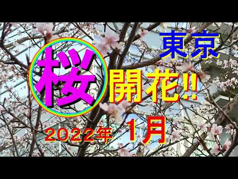 【おもろい東京】　気分転換に都内を散歩。　寒い１月ですが、もう桜が咲いていましたよ!!　さすが東京!!　でも早すぎです!!　ぜひ、皆さんの目で確かめてくださいね。場所は動画の中でご確認ください。