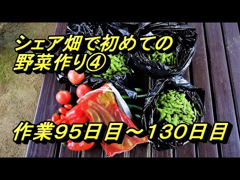 シェア畑で初めての野菜作り④作業９５日目～１３０日目 夏野菜から秋野菜へ！