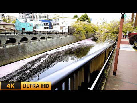 A walk from the Meguro River with a row of cherry trees to Nakameguro４K HDR