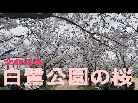 白鷺公園の桜 (2024.04.07)