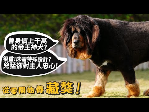 【從零開始養】藏獒!曾身價上千萬的帝王神犬!?兇猛護主!床需特殊設計!吃飯特別兇惡?洗澡過程驚人?德爺!【許伯簡芝】Tibetan Mastiff