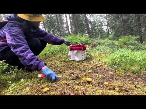 Picking Swedish mushrooms, Cantharellus Cibarius (Kantarell 🇸🇪) 🌲