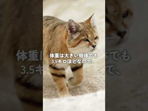 一番かわいい野生ネコは？#shorts　#猫　#cat　#本