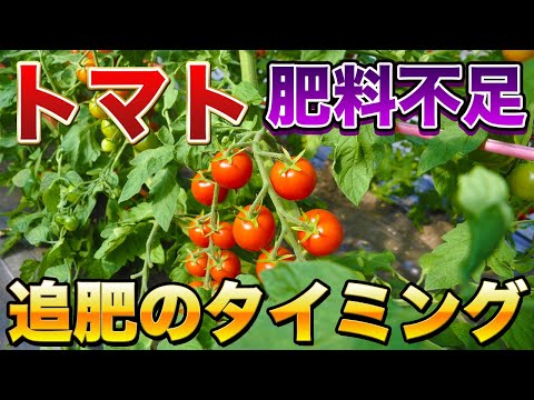 【トマト栽培】追肥を与えるタイミングと見極め方！肥料が不足している症状を解説します！