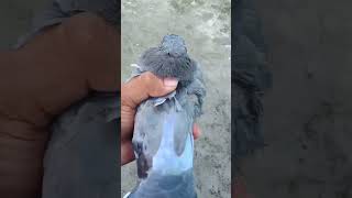 i caught Pigeon 🐦 #pigeonbird #kabutar #merpati #tauben #burung #vögel