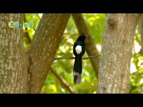 【高雄鳳山】從賞鳥到畫鳥凌湘台用水彩畫筆紀錄鳥類 | 環境保護 | 219 | #美麗心台灣