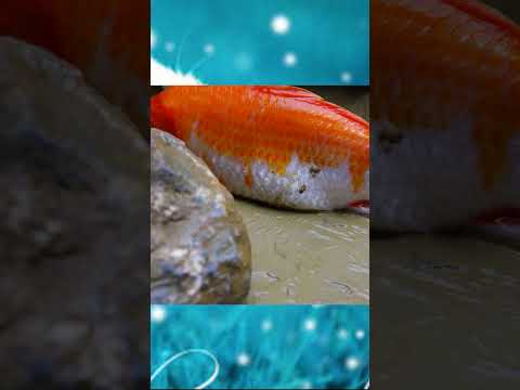 Fish Koi vs Frog🐠🐸🐛#shorts #funny #trendingshorts #stopmotion #fypシ゚viral #fypシ゚ #fyptiktok #tiktok