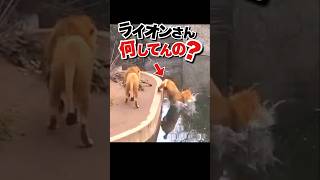 ドジっ子ライオンが可愛すぎる #おもしろ動物動画 #かわいい動物動画 #ライオン