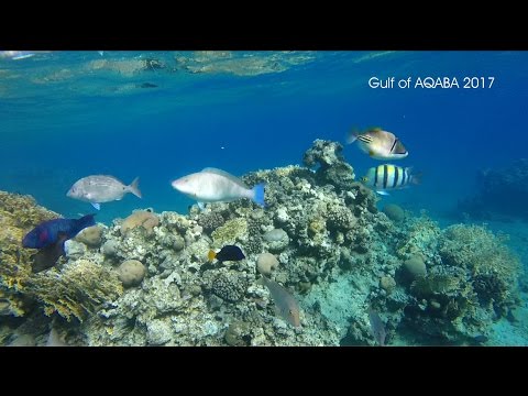 Snorkeling Aqaba bay Eilat