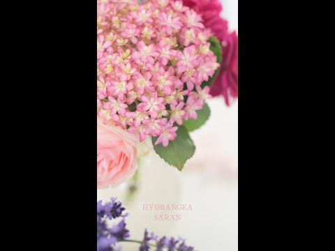 HYDRANGEA | vlog | お花のある 暮らし | 紫陽花 | アジサイ | あじさい | サラン | 癒し |