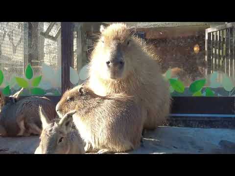 2023年11月撮影カピバラ虹の広場3(伊豆シャボテン動物公園)