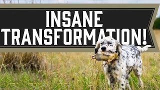 English Setter Finishes Hunting Training