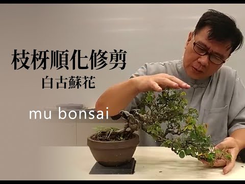 春∣即將成形樹 枝枒順化修剪 ◤林慶祥盆景藝術教學◢ Bonsai in Taiwan