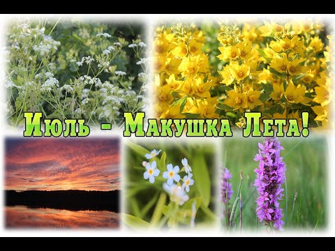 С 1 Июля! Привет, Июль!  Июль - Макушка Лета! С Июльским Утром! Счастливого ИЮЛЯ 🌺 С Макушкой Лета!