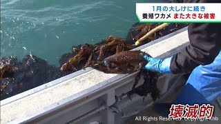 ２月末の大しけで養殖ワカメなどに被害　１月の大しけによる被害に続いて再び　宮城・南三陸町