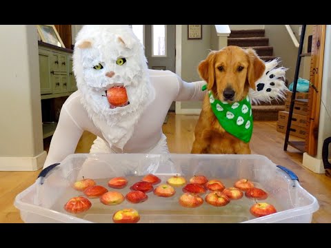 Cat & Dogs Try Bobbing For Apples!