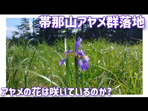 【検証】帯那山アヤメ群落地　アヤメの花は咲いているのか？