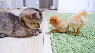 初対面とは思えない子猫とヒヨコがこちらです