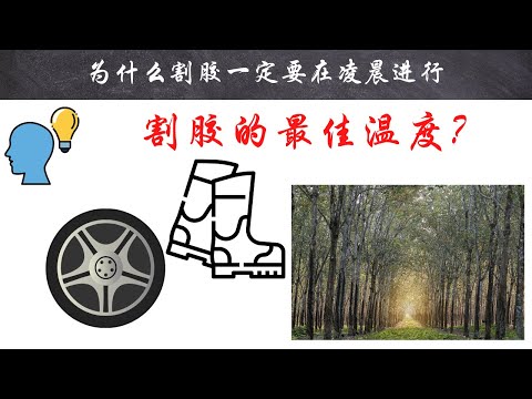 【十万个为什么】为什么割胶一定要在凌晨进行？｜#短视频 #小知识 #能量灯 #为什么