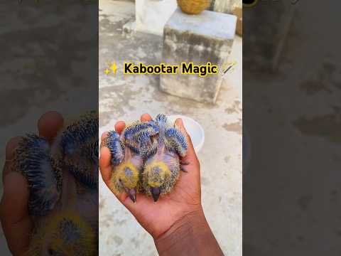 Pigeon Magic 💫 Growth Video // Kabootar Magical 🪄 Growth Video @Darbhanga_pigeon_yt #shortsviral