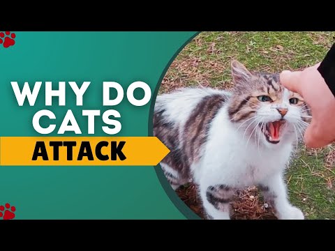 Why Cats Attack?