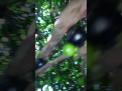 Meu pé de jabuticaba