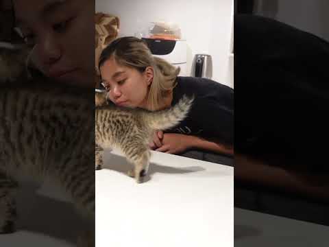 Life of a Cat Mom