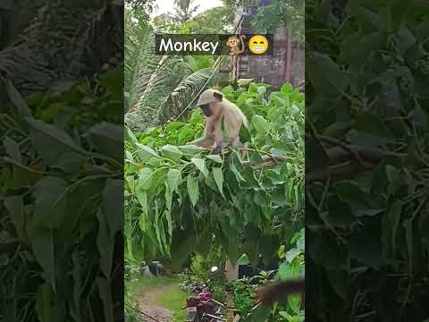 Monkey ka khel 🐒| #trending #viralvideo #youtubeshorts #kolkata #monkey