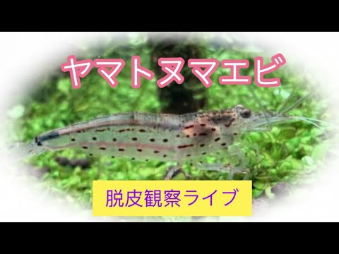 ヤマトヌマエビ脱皮観察ライブ無人